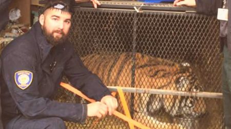 Fumador de marihuana se encuentra con un tigre obeso en un garaje abandonado