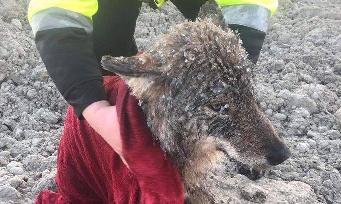 El lobo es calentado después de ser rescatado de la presa de Sindi en Estonia, el 20 de febrero de 2019. (EUPA)