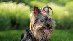 Policía encontró a un anciano que había caído a un barranco gracias a la valentía de su perro