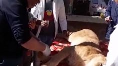 Protestan contra Zoo de Gaza por cortar garras de su cachorro de leona para «llevar sonrisas a los niños»