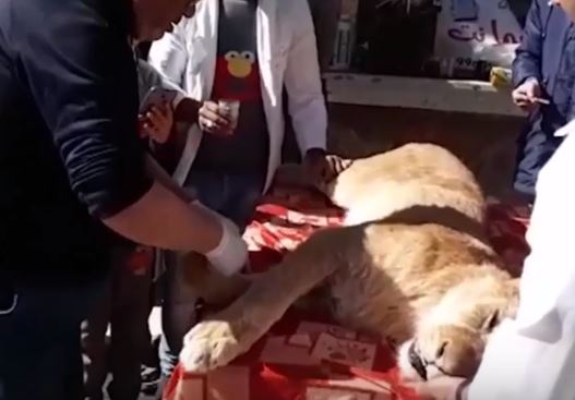 Veterinario corta garras a un cachorro de leon (Captura de vídeo)