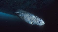 Descubrimiento de un tiburón de Groenlandia de 400 años de edad rompe un récord mundial