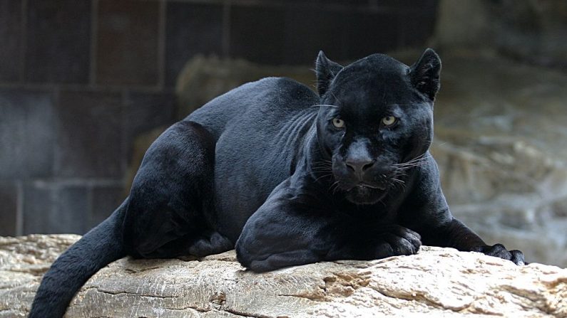 Jaguar en Henry Doorly Zoo de Omaha, Nebraska. (Crative Commons)
