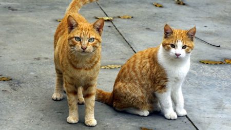 Desafió la guerra y una ciudad completamente devastada por su amor a 100 animales peludos