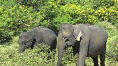 2 elefantes de circo se reúnen después de 20 años de separación y emocionan a todos
