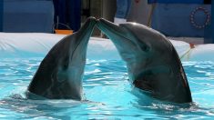 Delfín recién nacido habría muerto durante show luego que lo obligaran a trabajar en parque acuático