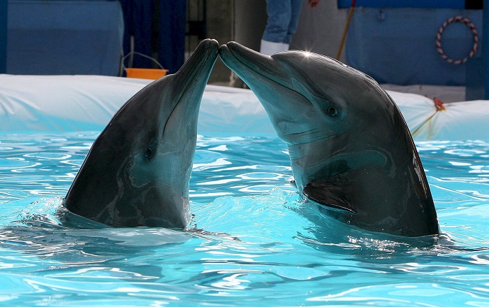 El Dolphinaris Arizona ha decidido no volver a utilizar delfines ni otros animales en sus espectáculos, después de que cuatro de estos mamíferos marinos murieran dentro de este parque acuático en un periodo de 16 meses. EFE/Dennis M. Sabangan