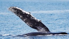 La ballena jorobada, una acróbata de los océanos, visita México un año más