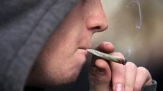 Consumo frecuente de marihuana es más común que el alcohol en EE.UU. según investigador