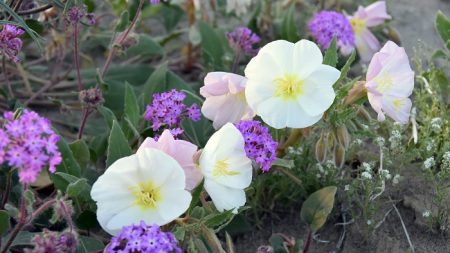 Un jardín durmiente y colorido florece en un desierto de EE.UU.