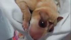 Tras impactante vídeo de perrito nacido con anencefalia por contaminación, pediatra denuncia casos humanos