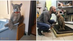 Pareja rusa adopta un puma enfermo de un zoológico y ahora pesa 41 kilos de puro cariño
