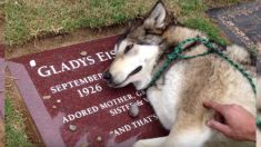 Este perro lobo está tan triste, que no puede dejar de llorar sobre la tumba de su fallecida amiga