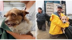 Dueños de mascotas serán multados o encarcelados si los abandonan durante los huracanes, ¿qué opinas?