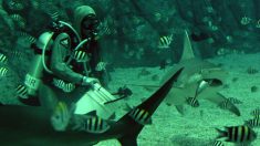 «Encantadora de tiburones» saca anzuelos de las fauces de los depredadores, ¡todo para salvarlos!