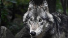 Lobo rescatado de un matadero tiene una segunda oportunidad y demuestra que es un animal maravilloso