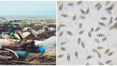 ¿Podrían los hongos comedores de plástico terminar con la basura y con el hambre del mundo?