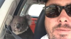 Dejó a su perro en el auto con el aire prendido y a la vuelta había un koala disfrutando del fresquito