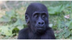 Gorila bebé perdió a su mamá por un cazador y ahora depende de los abrazos de su cuidador para vivir