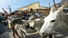 Un pueblo de burros: ciudad fantasmal del Lejano Oeste ahora es pura ternura para los turistas
