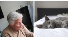 Anciana angustiada por la muerte de su gato llama al 911 y el policía compra una pala para enterrarlo