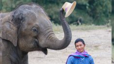 Elefante preocupado corre a defender a su cuidador del ataque de un hombre y se arrodilla junto a él