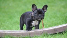 Perrito desnutrido más pequeño que una lata de Coca-Cola aprende a caminar, ¡es un campeón!