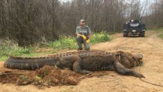 Descubren descomunal caimán de 300 kilos y casi 4 metros de largo