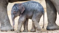 Filman a un elefante bebé de color rosa en Sudáfrica