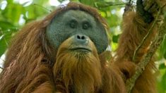 Orangután de Sumatra, amenazado por un proyecto chino de presa en Indonesia