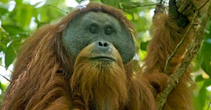 Tapanuli Orangután. Foto Wikipedia.