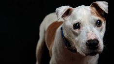 Filman a perrito pidiendo cajas de cartón para armarse una cama en estación de bus