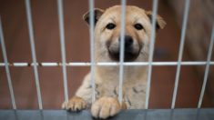 Encierran a perrito tras unas rejas en un reducido espacio para cuidar una pizzería