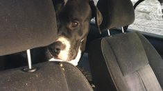 Policía española rescata 2 perros deshidratados encerrados varios días en un auto abandonado