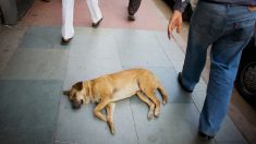 Perro enfermo esperó una semana en la puerta del hospital a su dueño que falleció