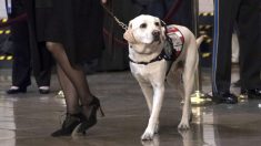 El perro de servicio de George H.W. Bush tiene un nuevo trabajo en la marina de EE. UU.