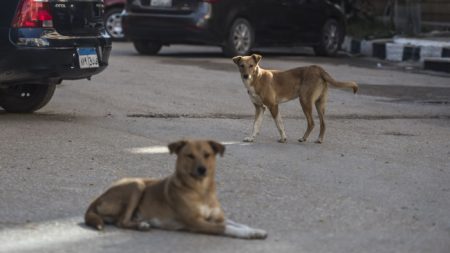 Captan perritos que se ponen a jugar en medio de ceremonia cívica de gobierno local mexicano