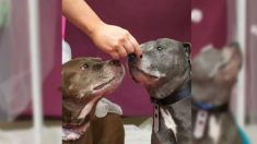 Estos 2 perros inseparables ‘se casan’ para lograr ser adoptados juntos