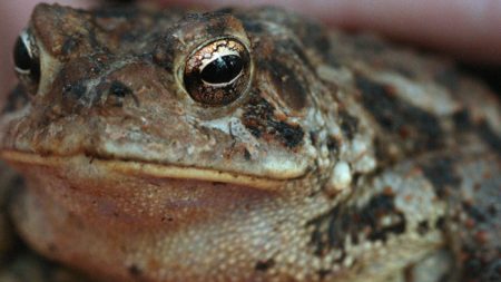 Sapos venenosos invaden comunidad del sur de la Florida pero amenazan con expandirse