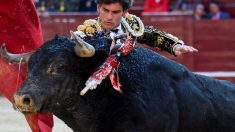 En Colombia las corridas de toros no son maltrato animal, afirmó la Corte Constitucional