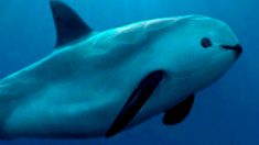 Solo quedan 22 vaquitas marinas en todo el mundo: podrían extinguirse en junio