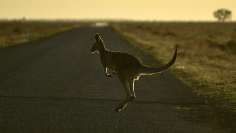 Esta foto, tomada el 27 de septiembre de 2018, muestra a un canguro saltando por la carretera en las afueras de la ciudad de Booligal, en el oeste de Nueva Gales del Sur. (PETER PARKS/AFP/Getty Images)