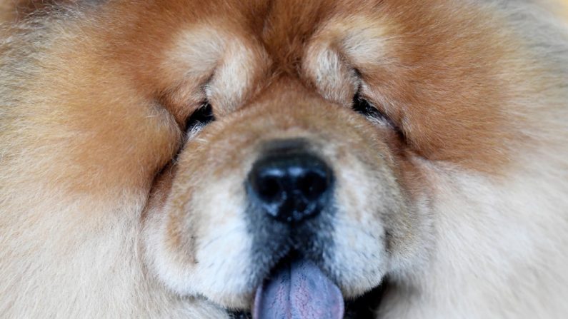 Los animales revelan comportamientos ejemplares para el ser humano. Imagen de archivo, Un perro  posa para una foto durante la 143a Exposición canina de Westminster Kennel Club en Piers 92/94 el 11 de febrero de 2019 en la ciudad de Nueva York. (Foto por Sarah Stier / Getty Images)