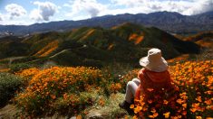 Súper floración de amapolas en California: turistas arrasan las plantas