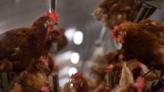Uruguay decreta la emergencia sanitaria por la aparición de gripe aviar