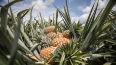 Video que enseña cómo comer una piña se vuelve viral