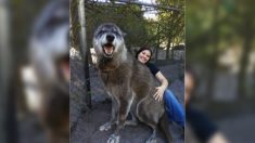 Santuario rescata a lobo gigante de ser sacrificado por no servir como mascota