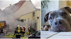 Por amor a su perrita desafió a los bomberos y entró a su casa en llamas, ¡dejó a todos sin aliento!