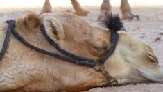 Camello de luto deja de comer y beber después de que su cuidador muriera de un ataque cardíaco