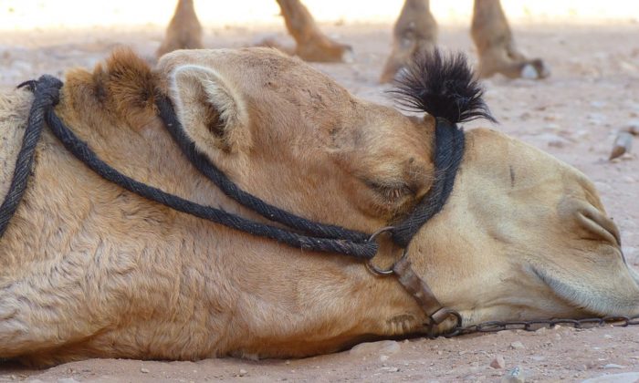 Imagen de archivo de un camello. (Logga Wiggler/Pixabay)